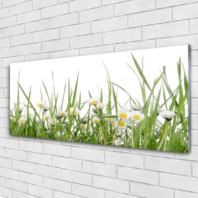 Glass Print Grass daisies nature green white yellow