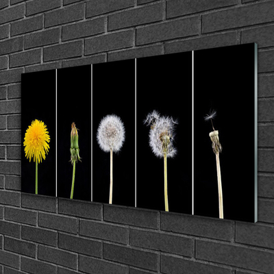 Glass Print Dandelion seed head floral yellow green white