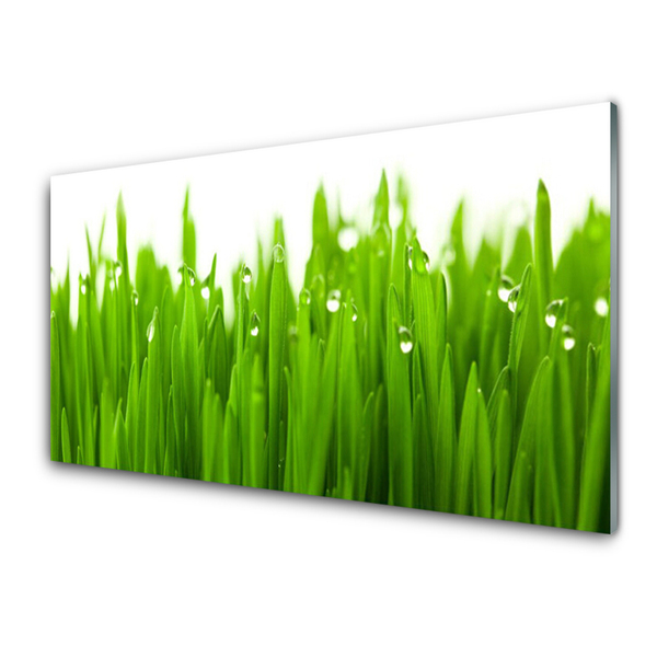 Glass Print Grass nature green