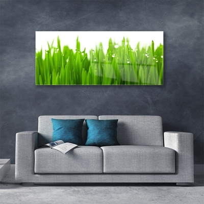 Glass Print Grass nature green