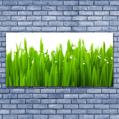 Glass Print Grass nature green