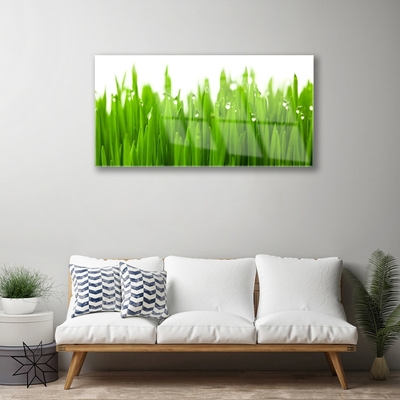 Glass Print Grass nature green