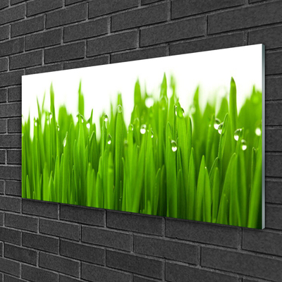 Glass Print Grass nature green