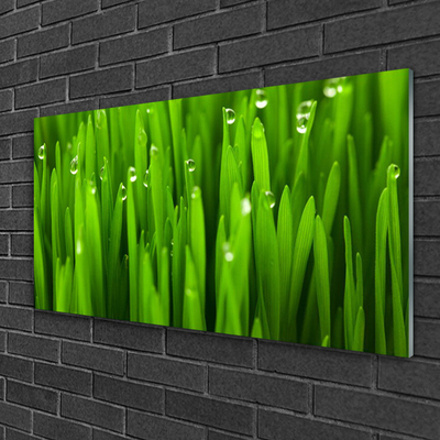 Glass Print Grass nature green