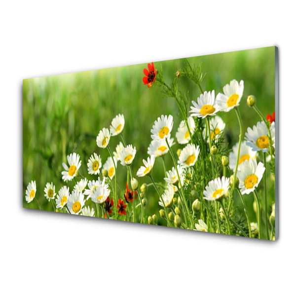 Glass Wall Art Daisy nature yellow white