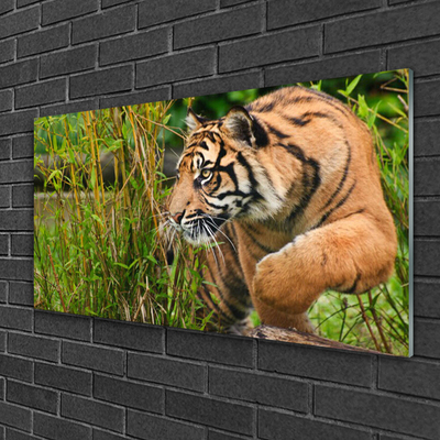 Glass Wall Art Tiger animals brown black
