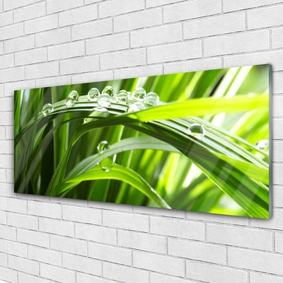 Glass Wall Art Grass water drops nature green