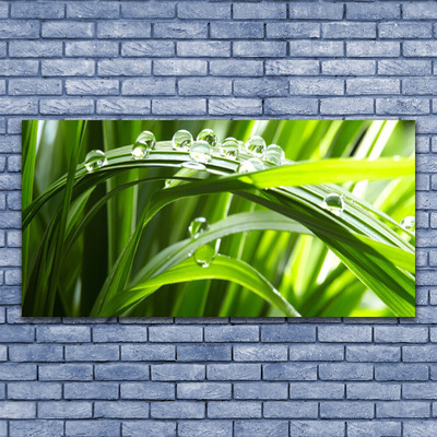 Glass Wall Art Grass water drops nature green