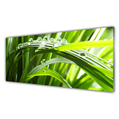 Glass Wall Art Grass water drops nature green