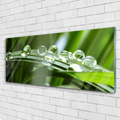 Glass Wall Art Grass dew drops floral green