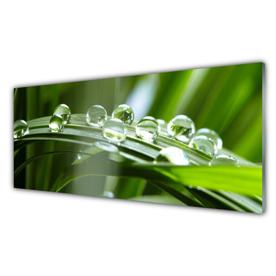 Glass Wall Art Grass dew drops floral green