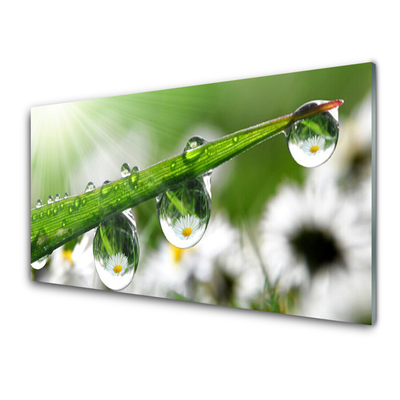 Glass Wall Art Grass dew drops nature green