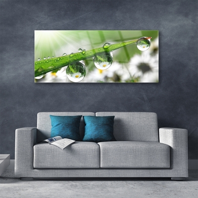 Glass Wall Art Grass dew drops nature green