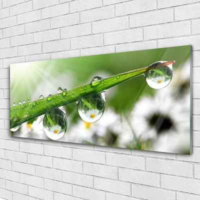 Glass Wall Art Grass dew drops nature green