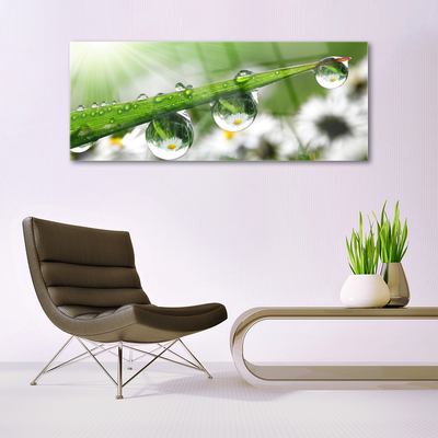 Glass Wall Art Grass dew drops nature green