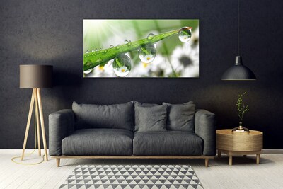 Glass Wall Art Grass dew drops nature green