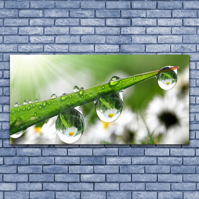 Glass Wall Art Grass dew drops nature green