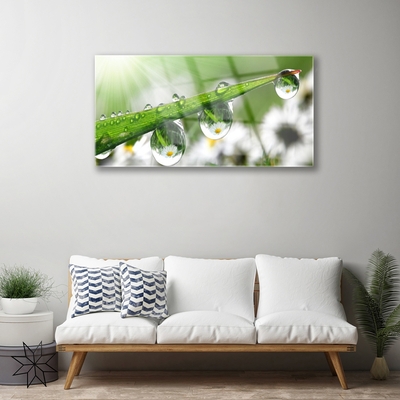 Glass Wall Art Grass dew drops nature green