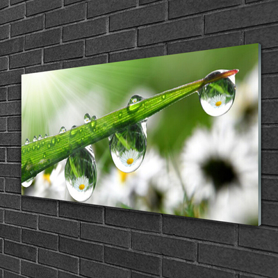 Glass Wall Art Grass dew drops nature green