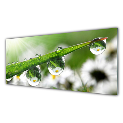 Glass Wall Art Grass dew drops nature green