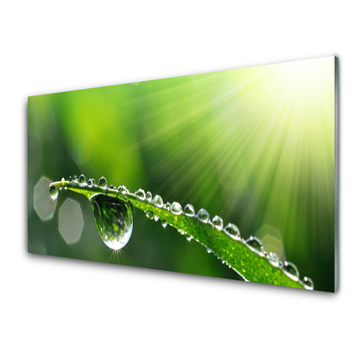 Glass Wall Art Grass dew drops floral green