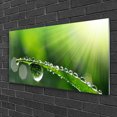 Glass Wall Art Grass dew drops floral green