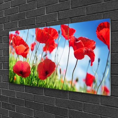 Glass Wall Art Poppy grass nature red green