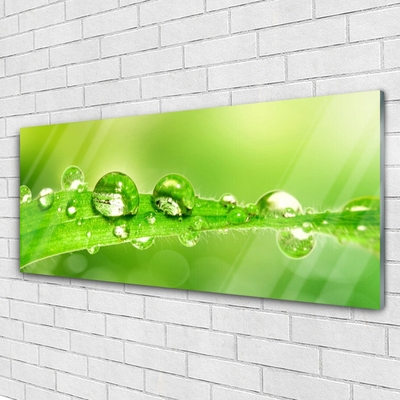 Glass Wall Art Leaf dewdrops floral green