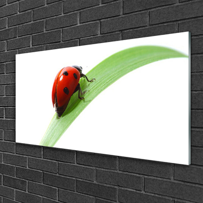 Glass Wall Art Ladybird beetle nature green red black