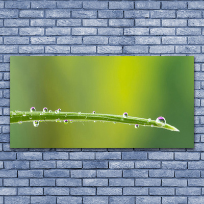 Glass Wall Art Grass dew drops floral green