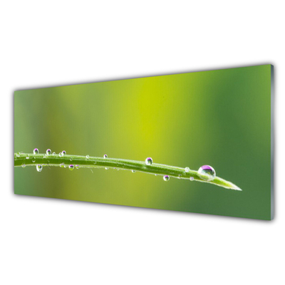 Glass Wall Art Grass dew drops floral green