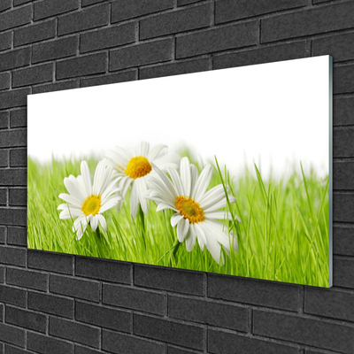 Glass Wall Art Grass daisies floral white green