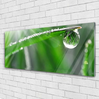 Glass Wall Art Grass dew drops floral green