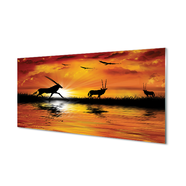 Kitchen Splashback Westlake birds