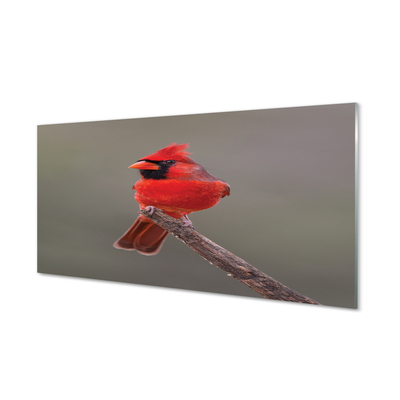 Kitchen Splashback red parrot on a branch