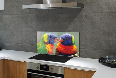 Kitchen Splashback colorful parrot