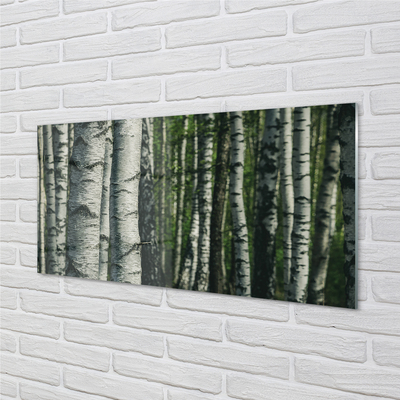 Kitchen Splashback birch forest