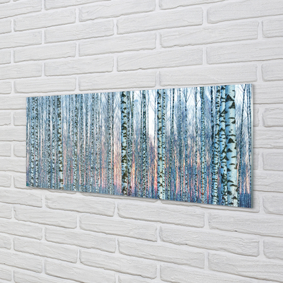 Kitchen Splashback Sunset the birch forest