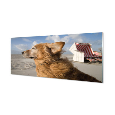 Kitchen Splashback brown dog beach