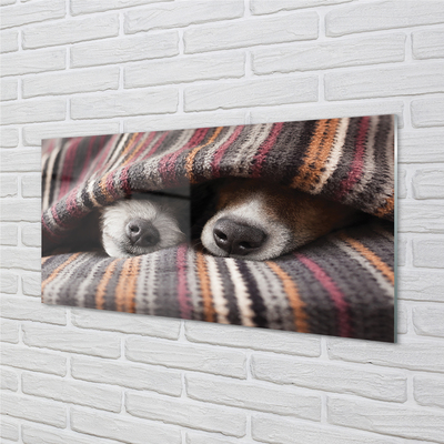 Kitchen Splashback Sleeping Dogs