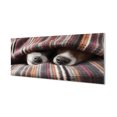 Kitchen Splashback Sleeping Dogs