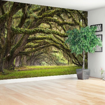 Wallpaper Avenue of oaks