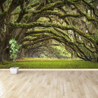 Wallpaper Avenue of oaks