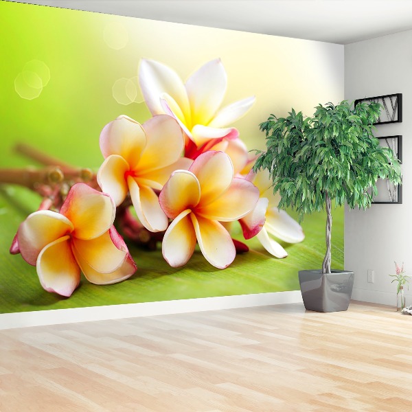 Wallpaper Frangipani flowers