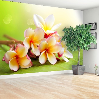 Wallpaper Frangipani flowers