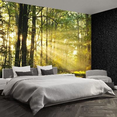 Wallpaper Autumn forest