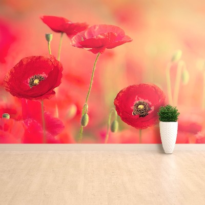 Wallpaper Red poppies