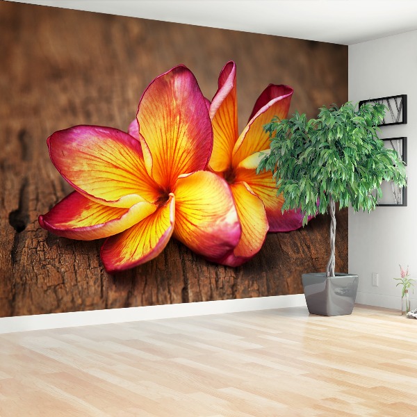 Wallpaper Plumeria wood