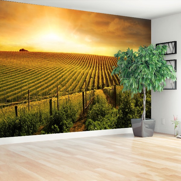 Wallpaper Vineyard