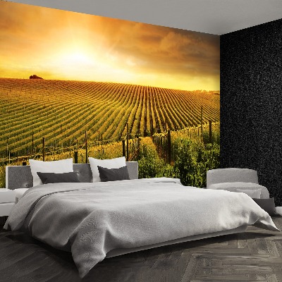Wallpaper Vineyard